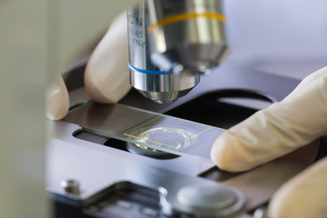 Scientist hands with microscope, examining samples