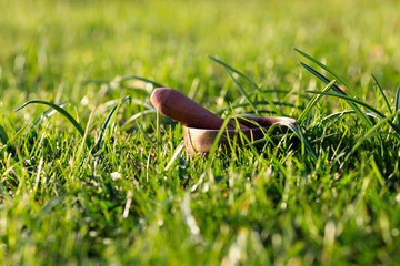 close-up of a Tibetan singing bowl with its hammer on a green lawn with morning dew.