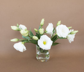 White Eustoma