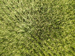 topview paddy field in Thailand , rice field green background texture