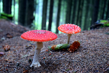 Fliegenpilze im Wald