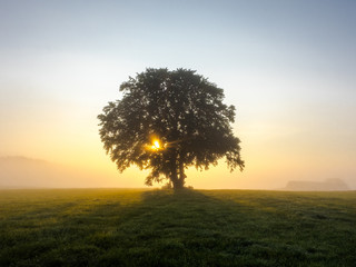Sonnenlicht bricht sich im Baum