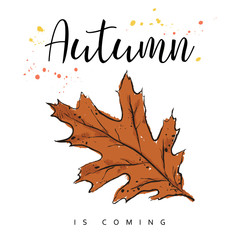 Autumn is coming. Autumn leaves. Hand drawn vector illustration.