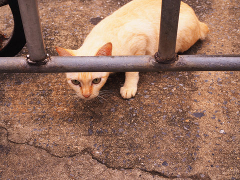 Yellow white stray little kittle sitting on grainy stone texture concrete road floor, bending head down, staring to camera, through grey iron fence see through slot, under warm sunlight shade shadow