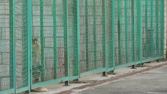 A dog in a cage in a dog nursery or shelter