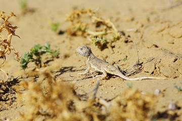desert lizard in the wild