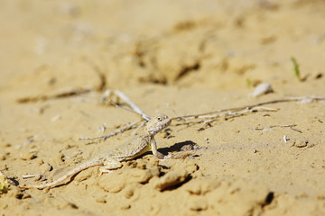 desert lizard in the wild