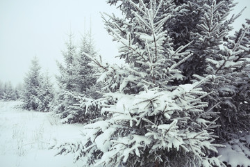 Christmas landscape with young fir trees and snow in a field