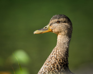 Portrait of a female mallard, green background