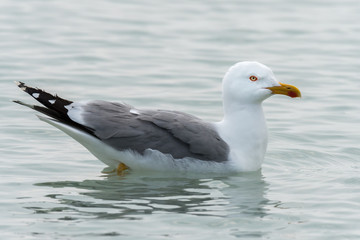 Seagull swimming in the calm mediterranea sea