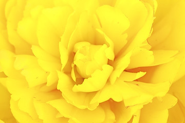 Yellow tulip background