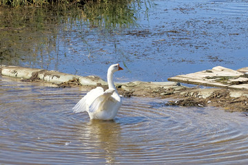 White goose in the pond