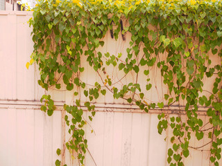 Light yellow green ivy vine creeper plant bush, growing on rusty dirty stained white paint steel board wall background, in warm evening sunlight