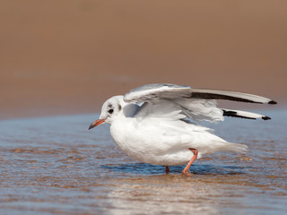 A black-headed gull bathing on the beach in a puddle of water