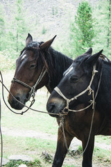 Fototapeta premium Trip to mountains of Siberia