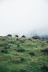 Trip to mountains of Siberia