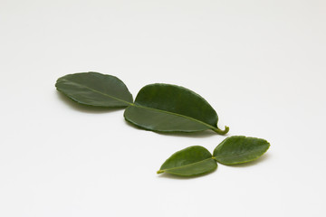 Kaffir lime leaves