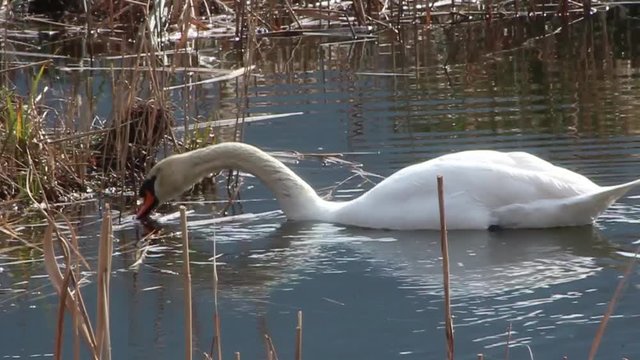 Cigno nello stagno