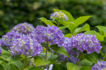 Hortensien