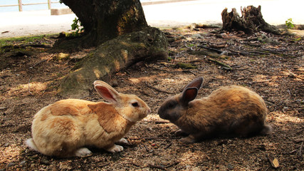 Rabbits lovers