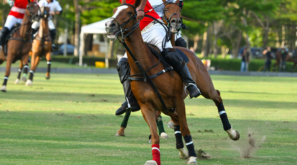 Horse in Polo Sport.