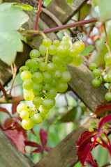 Weinreben aus den Garten.