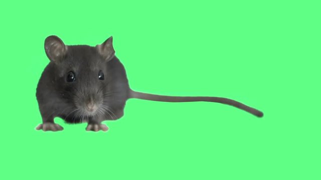 funny gray rat on green screen