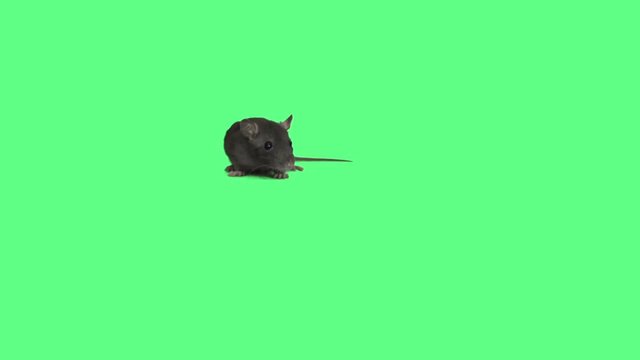 gray rat on green screen