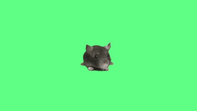 funny muzzle rat on green screen