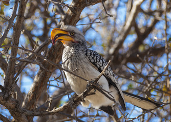 Hornbill in the Central Kalahari Game Reserve, Botswana