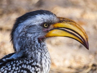 Hornbill in the Central Kalahari Game Reserve, Botswana