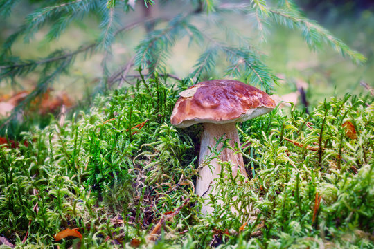 Mushroom boletus grows in green moss in the autumn forest. Focus concept.