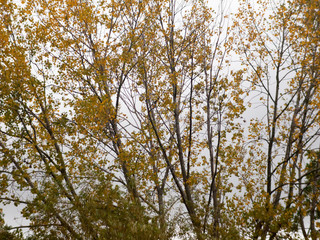 autumn tree branches with golden yellow leaves