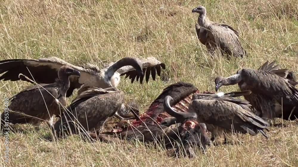 Wall mural vultures eating a dead animals