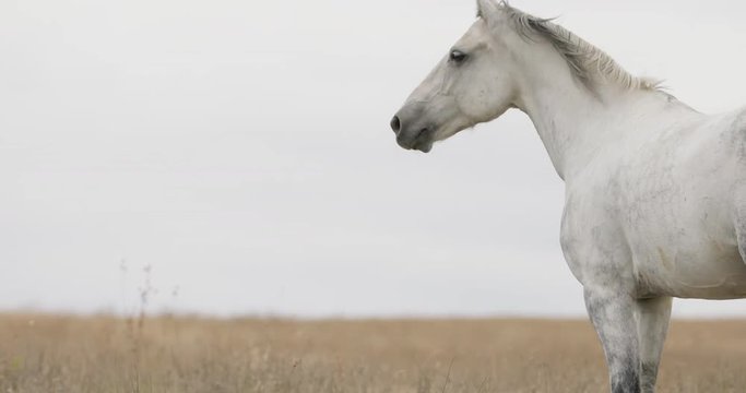 Wild white horse on the field running trotting