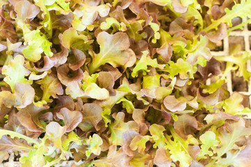 lettuce seedlings
