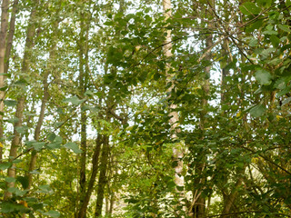 beautiful autumn tree tops branches leaves bark texture wallpaper background outside country