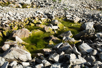 stones with algae in a lake