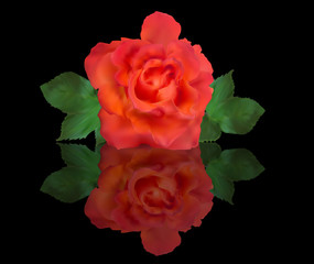 single red rose with reflection isolated on black
