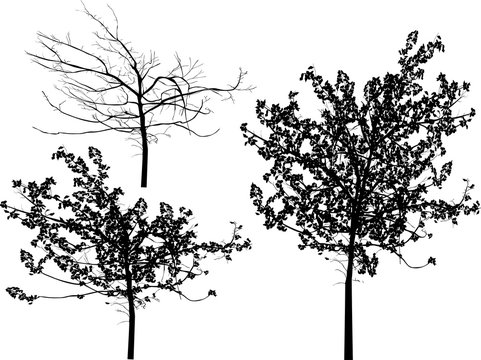 three small trees isolated on white