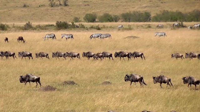migration season in the masai mara reserve