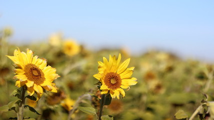 Fototapeta premium Sunflowers bask in the sun in the last days of summer