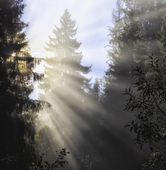 Carpathian Mountains. Morning in the mountains, rays make their way through the fog lighting trees.