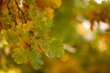Autumn colors of nature.