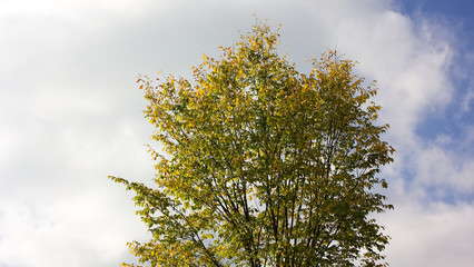 Autumn colors of nature.