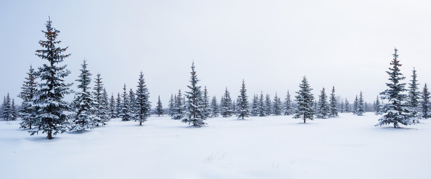 Fir trees in winter snow