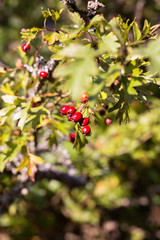 Red hawthorn berries in autumn