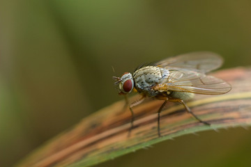 Fly on grass.