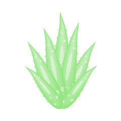 Aloe Vera a very useful herbal medicine for skin care and hair care.