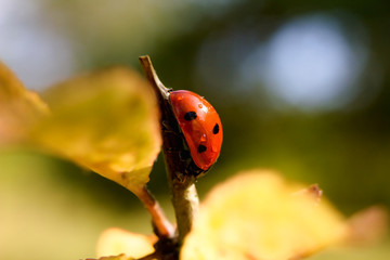 Obraz premium Ladybug, sweet bud for nature background.